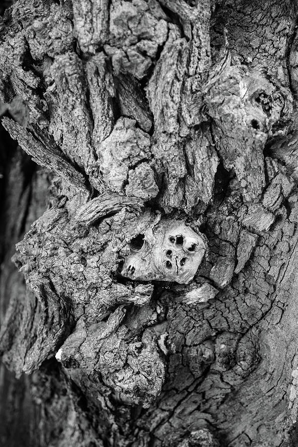 Look Closely at a Tree Photograph by Toni Hopper