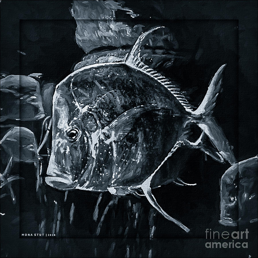 Look Down Angle Fishes Bw Digital Art