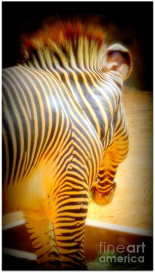 Look Good In Stripes Zebra Photograph by Susan Garren