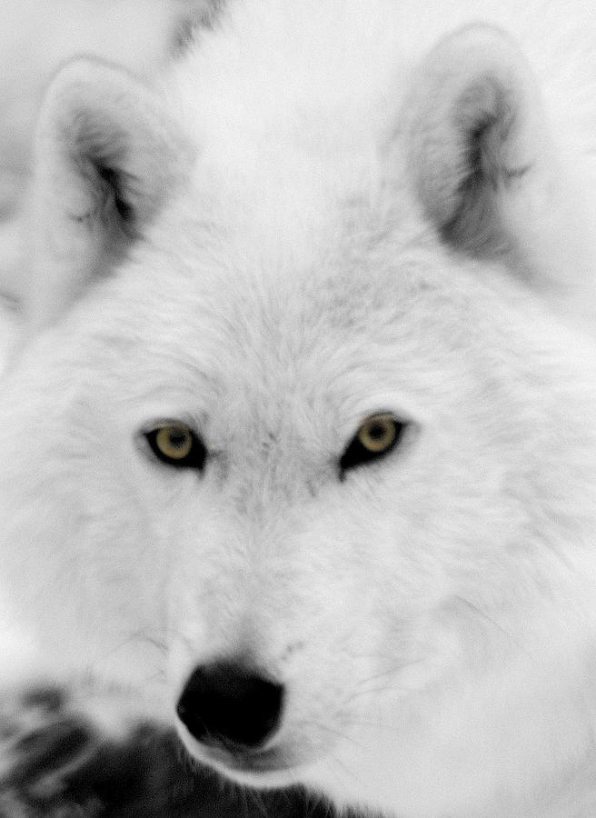 Look into my eyes Photograph by Larry Ricker