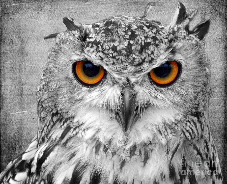 Owl Photograph - Look Into My Eyes by Lynn Bolt