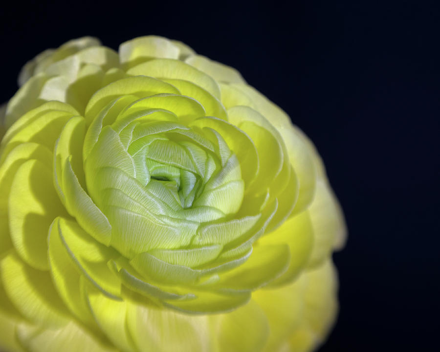 Look Into My Heart by Ian Thompson Look Into My Heart by Ian Thompson
