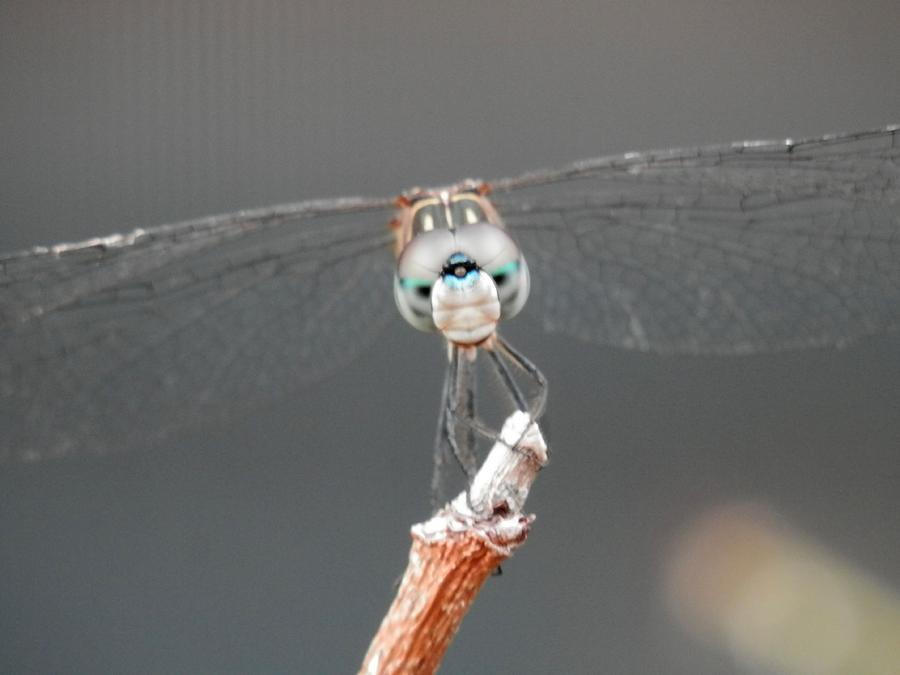 Look Me in the Eye Dragonfly Photograph by Belinda Lee