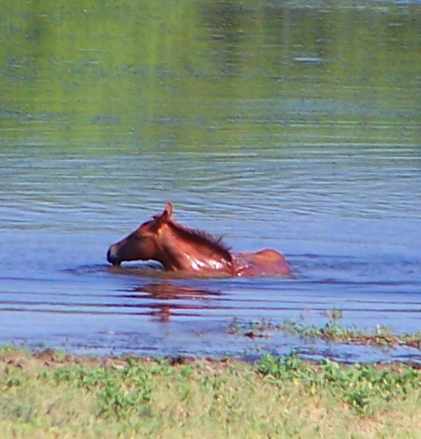 Horse Photograph - Look mum I can swim. by Lilly King