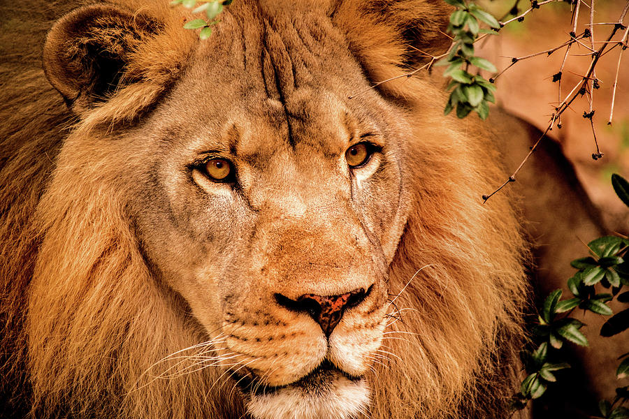 Look of a Lion Photograph by Don Johnson