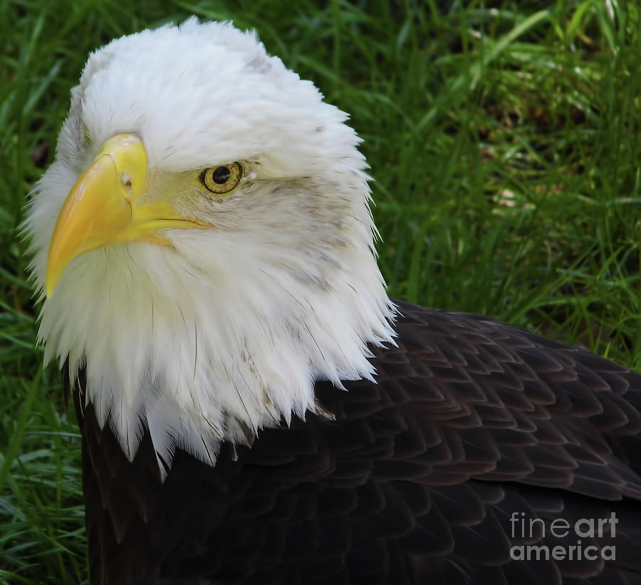 Eagle Photograph - Look Of The Eagle by D Hackett