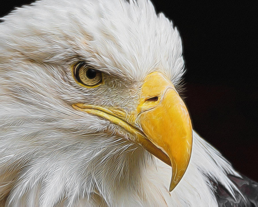 Animal Digital Art - Look of the Eagle by Ernest Echols