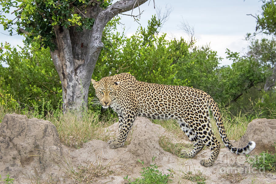 Look of the Leopard Photograph by Jennifer Ludlum