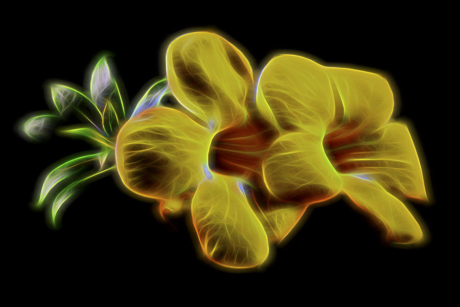 Flower Digital Art - Look Over There II by Jon Glaser