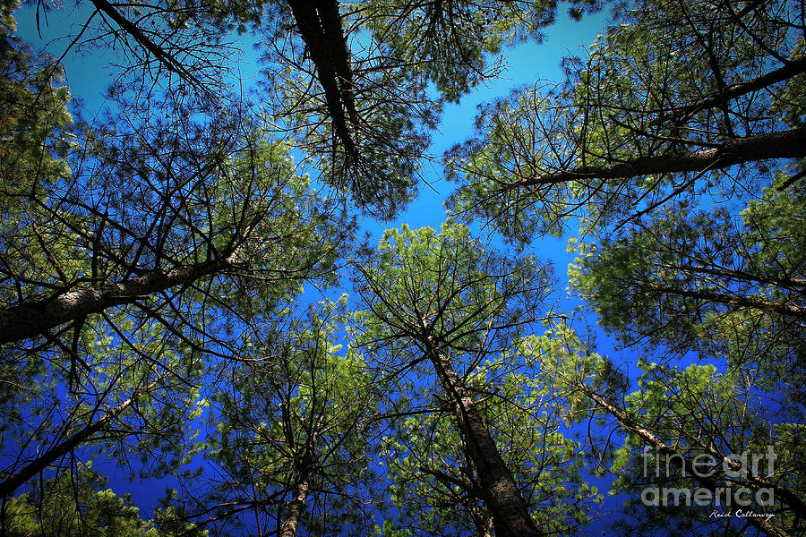 Look Up 3 Tall Pine Tree Art Photograph by Reid Callaway