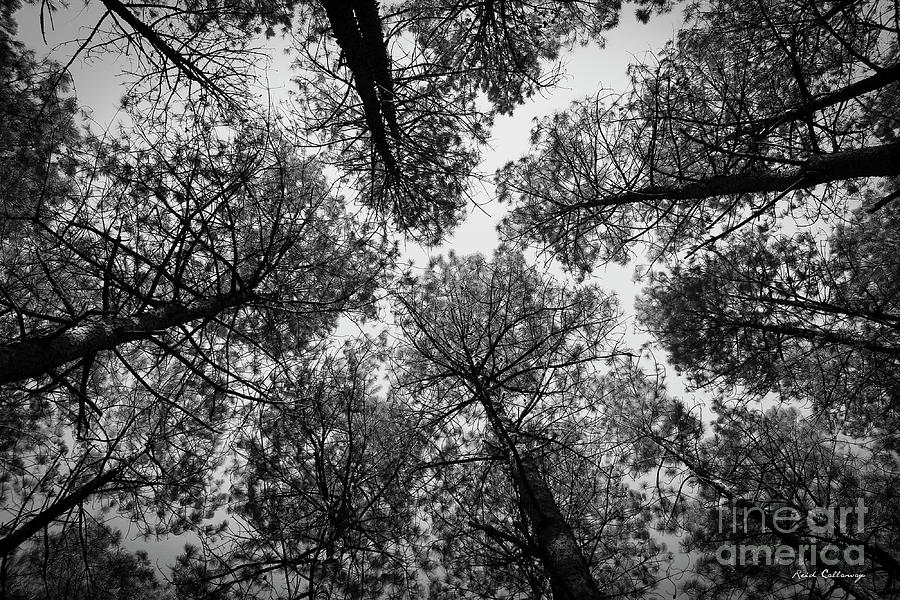 Look Up 4 B W Tall Pine Tree Art  The F Photograph by Reid Callaway