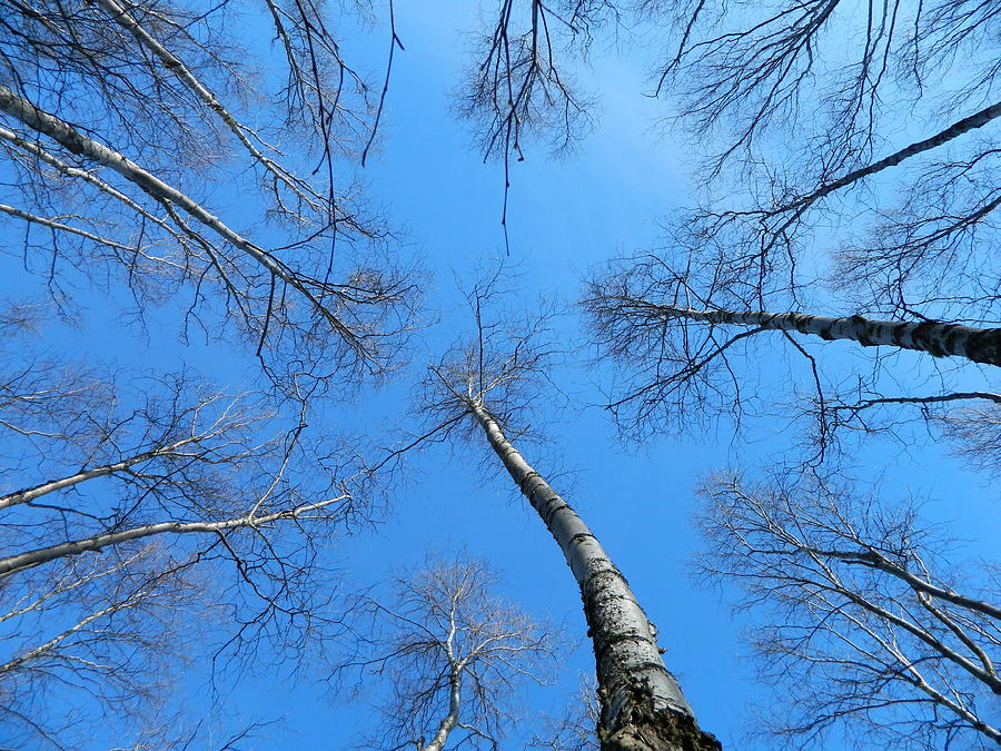 Look Up In Color Photograph By Erin Hayes - Fine Art America