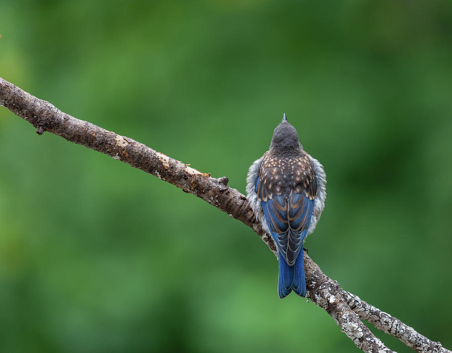 Look Up - Juvenile Eastern Bluebird, Sialia sialis Photograph by Christy Cox