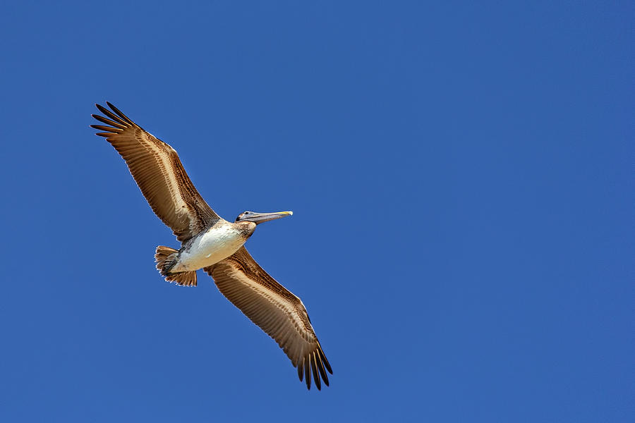 Pelican Photograph - Look Up by Kay Brewer