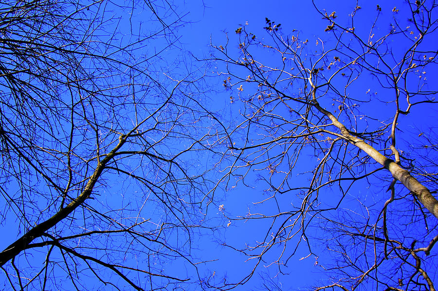 Look up to the Blue Sky Photograph by Reynaldo Williams