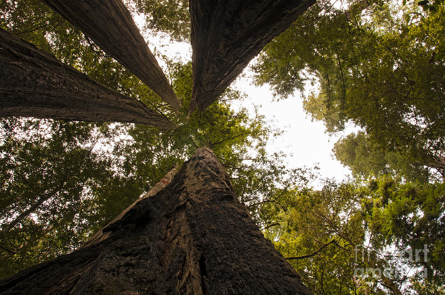 Redwoods Photograph - Look Up Way Up by Vivian Christopher Redwoods Photograph - Look Up Way Up by Vivian Christopher