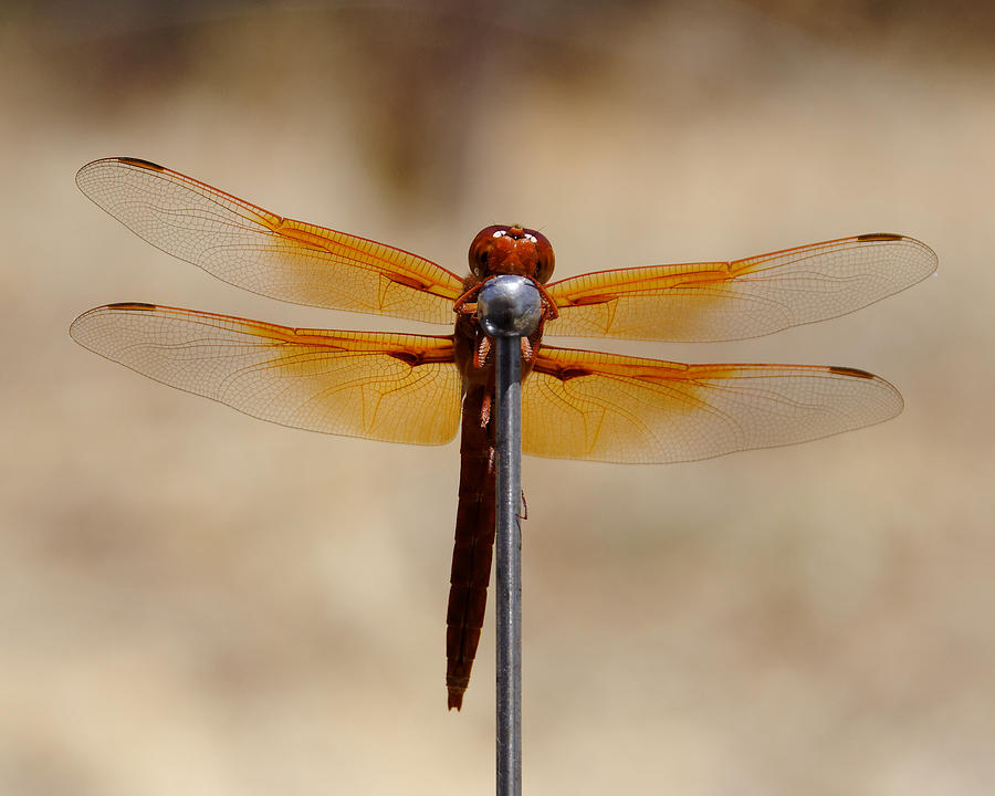 Lookin For Love In All The Wrong Places - Dragonfly, Atascadero, California Photograph by Darin Volpe