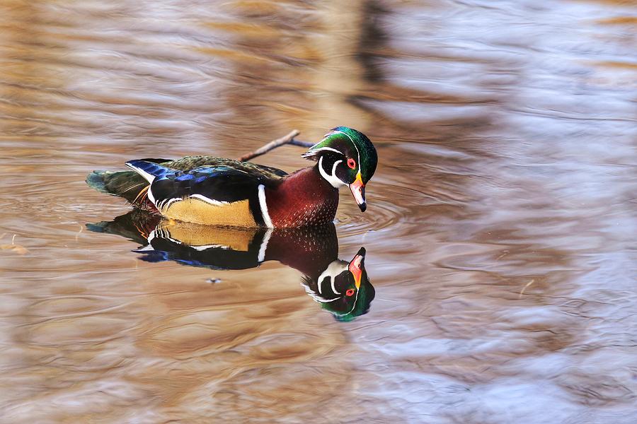 Duck Photograph - Looking at me by Lynn Hopwood