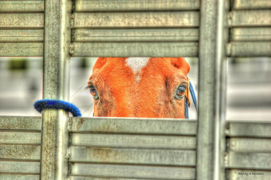 Horse Photograph - Looking At You by Randy Ricketts Horse Photograph - Looking At You by Randy Ricketts