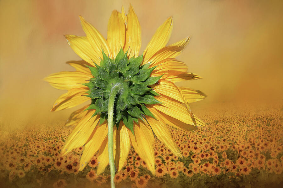Sunflower Photograph - Looking Back by Donna Kennedy