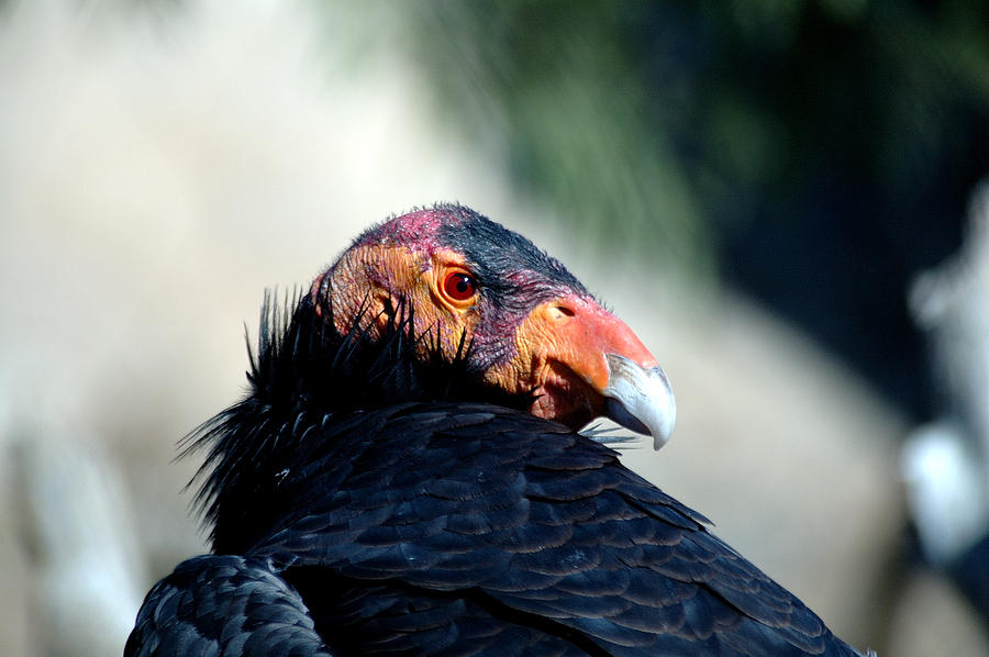 Looking Back On Extinction Photograph by Tony Shelfo - Fine Art America