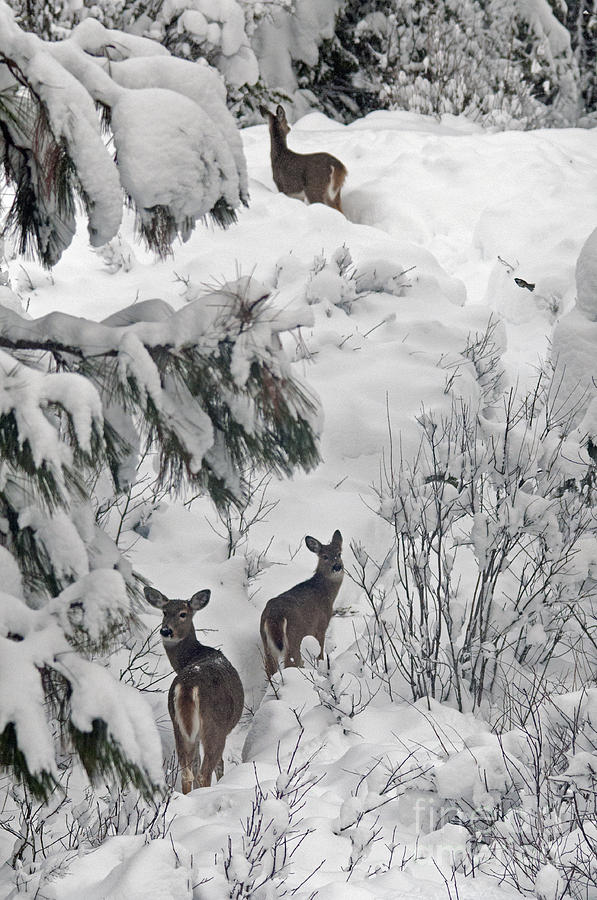 Looking Back White Tail Deer ID Photograph by Cindy Murphy - NightVisions