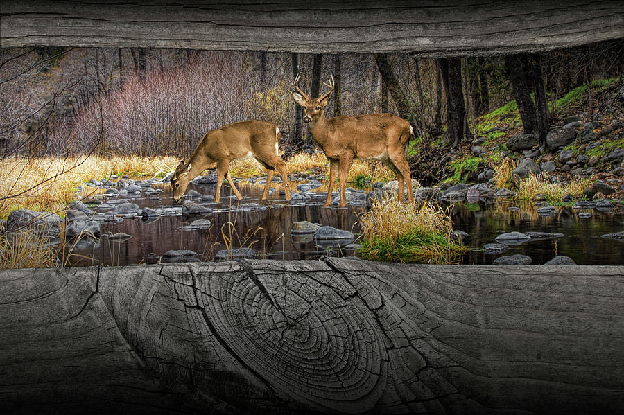 Looking between the Fence Rails at Two White-Tail Bucks Photograph by Randall Nyhof