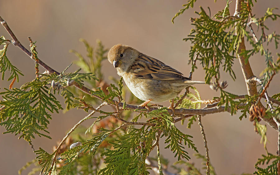 Sparrow Photograph - Looking - Common Sparrow - Passer Domesticus by Spencer Bush