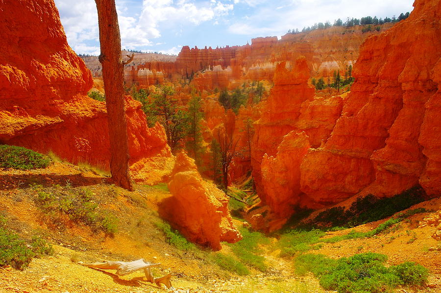 Looking down in Bryce Photograph by Jeff Swan