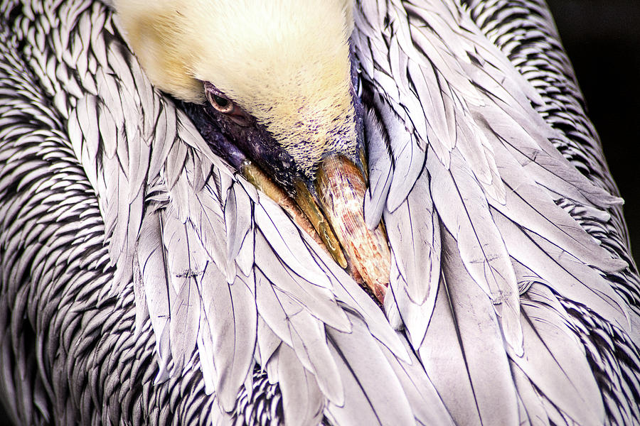 Looking Down on a Pelican Photograph by Don Johnson