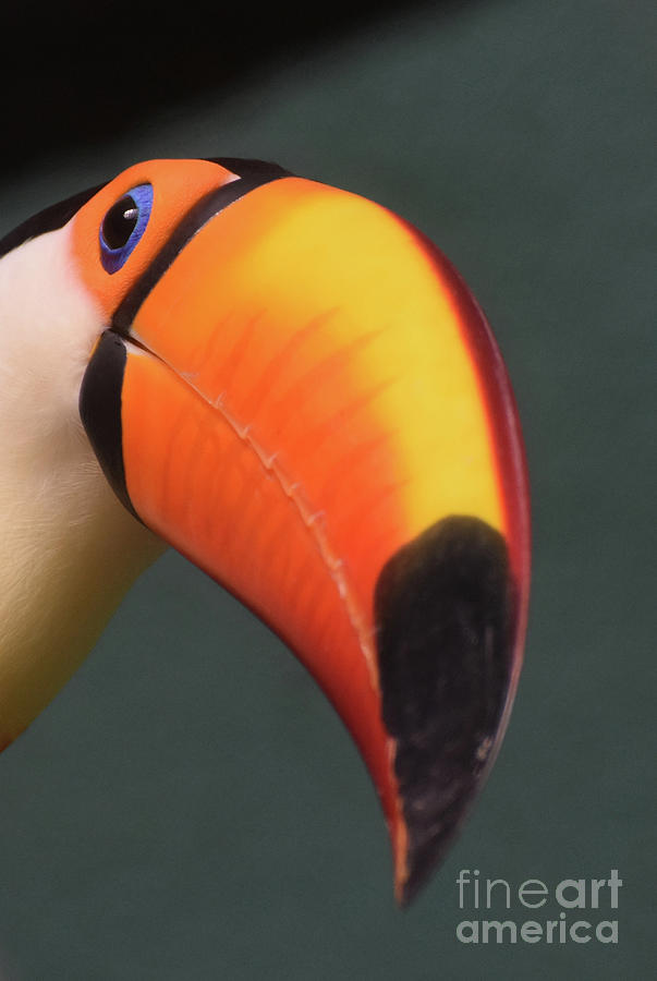 Looking Down the Orange Bill of a Toucan Bird Photograph by DejaVu Designs