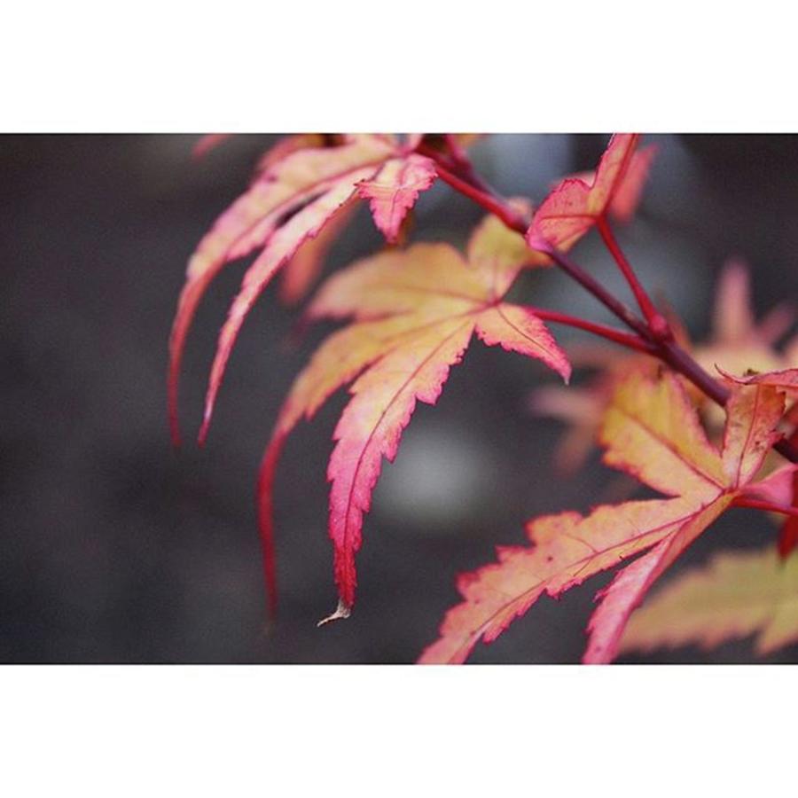Fall Photograph - Looking Ferocious 👀 #japanesemaple by Bryan Edwards