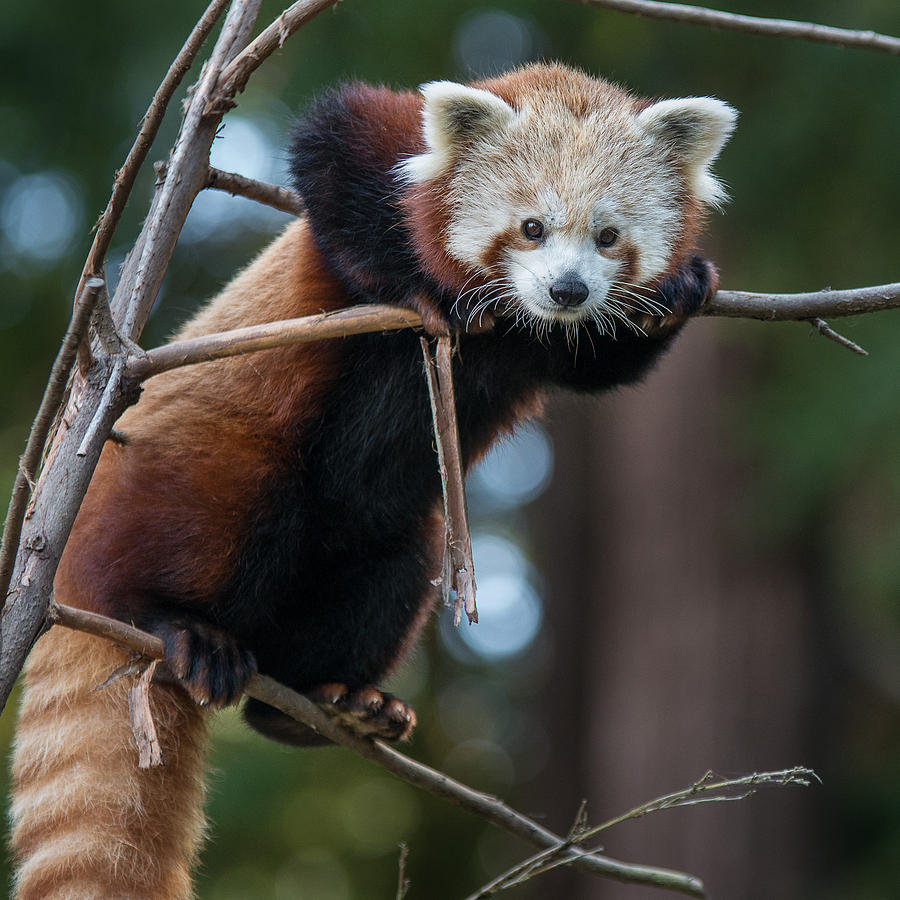 Red Panda Photograph - Looking for a Way Out by Greg Nyquist