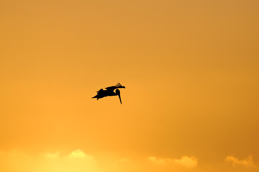 Looking for Dinner -- Brown Pelican Silhouette in Morro Bay State Park, California Photograph by Darin Volpe