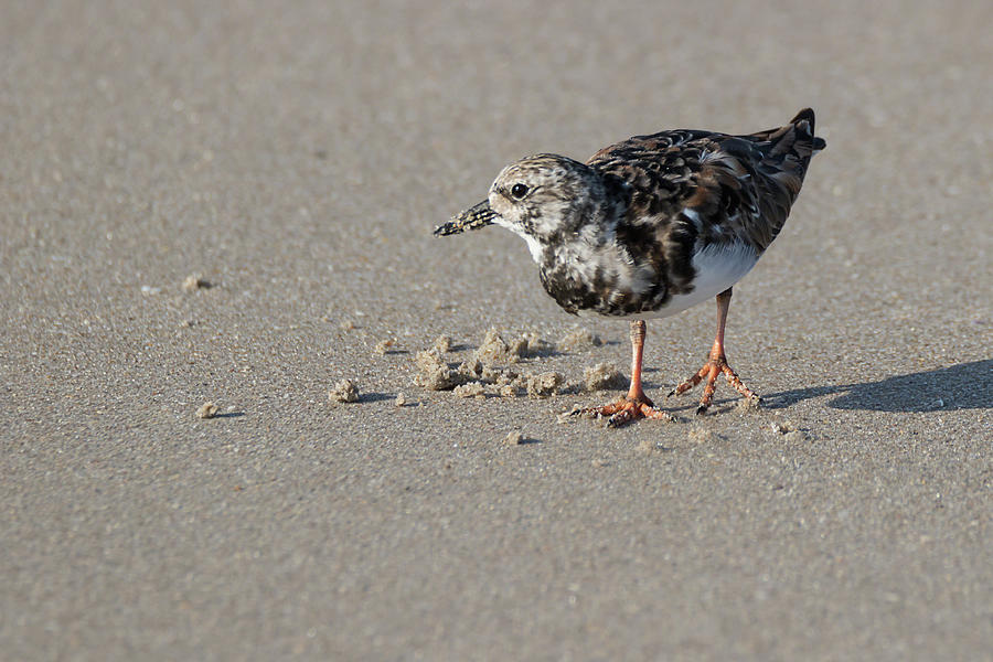 Looking for Dinner on the Beach Photograph by Dawn Currie