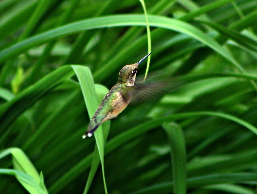 Hummingbird Photograph - Looking For Flora by Barbara S Nickerson