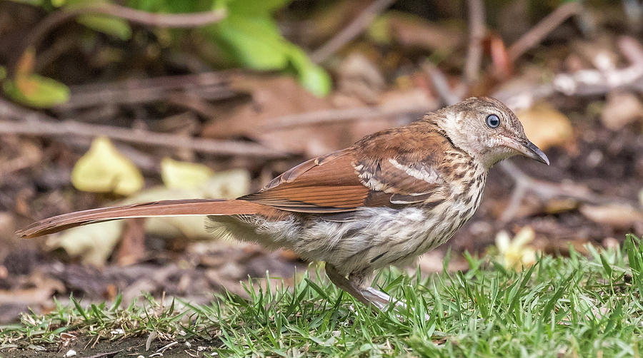 Looking for food, Juvenile Brown Thrasher, Toxostoma rufum Photograph by Christy Cox