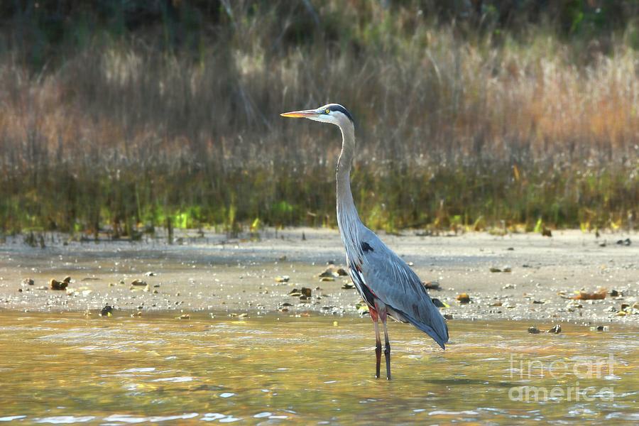 Heron Photograph - Looking for Lunch by Benanne Stiens