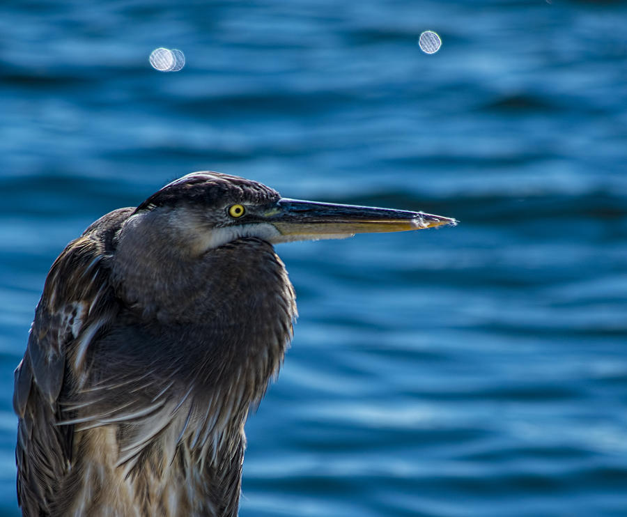 Tampa Photograph - Looking For Lunch by Marvin Spates