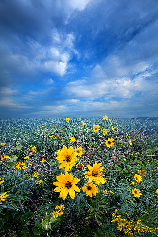 Daisy Photograph - Looking For Space by Phil Koch