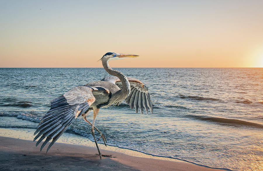 Heron Photograph - Looking For Supper by Brian Tarr