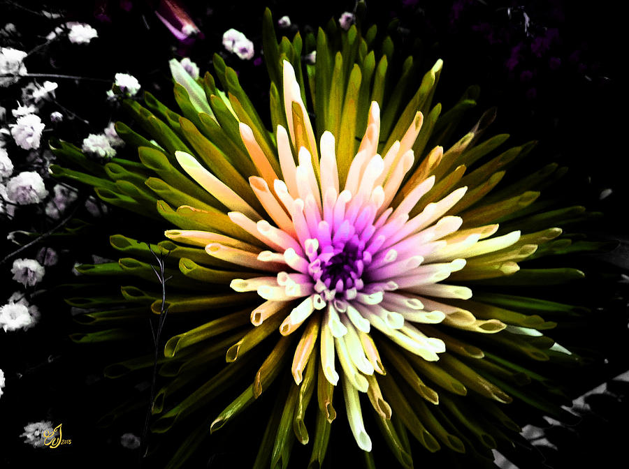 Flower Photograph - Looking For You by Music of the Heart Flower Photograph - Looking For You by Music of the Heart