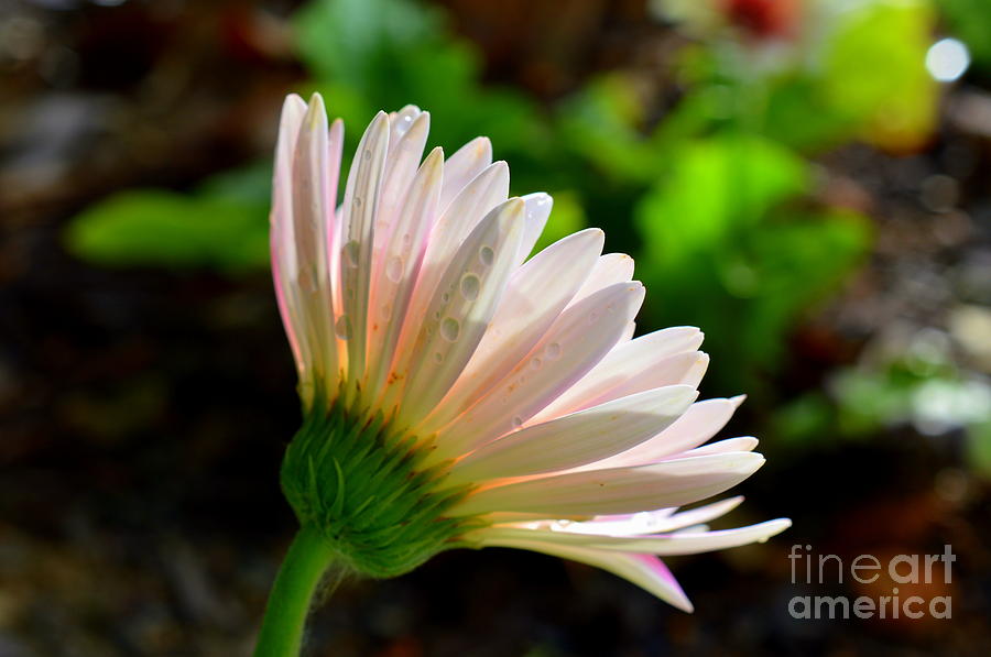 Looking Forward Photograph By Lew Davis Fine Art America