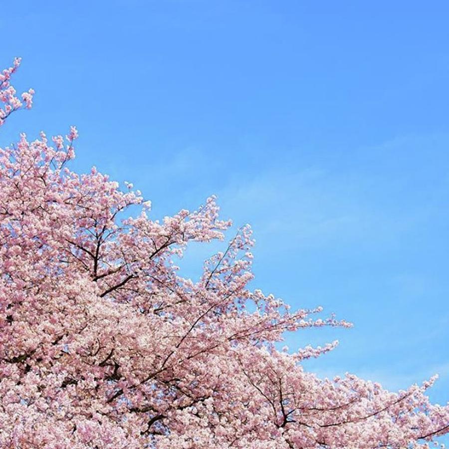 Spring Photograph - Looking Forward To Seeing Sakura. Je by Kei Oguchi