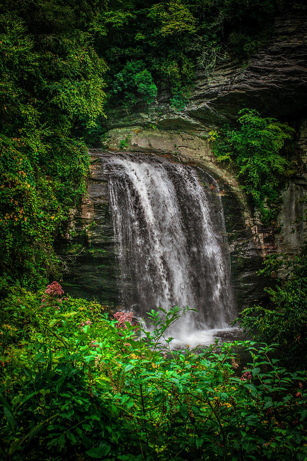 Flower Photograph - Looking Glass Falls in Pisgah by Cathy Harper