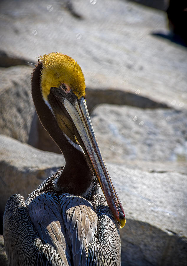 Pelican Photograph - Looking Good by Marvin Spates