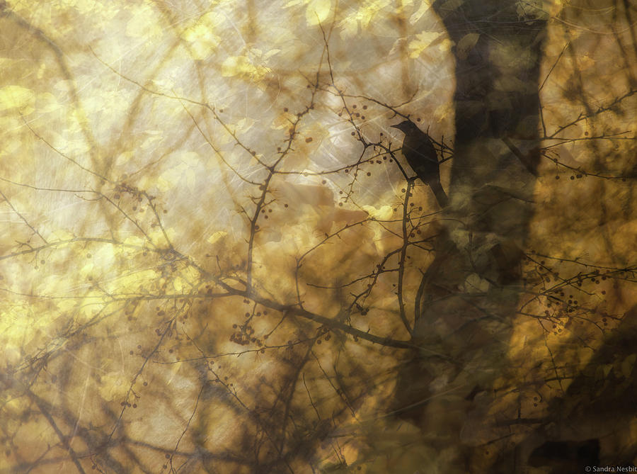 Looking Into Autumn Sky Digital Art by Sandra Nesbit