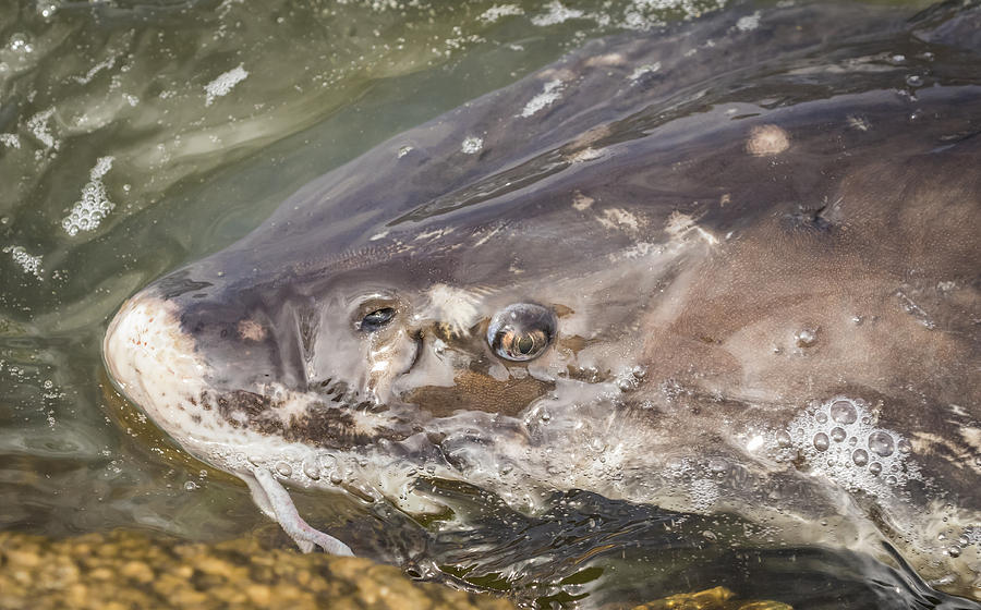 Looking Into The Eye Of The Sturgeon Photograph by Thomas Young