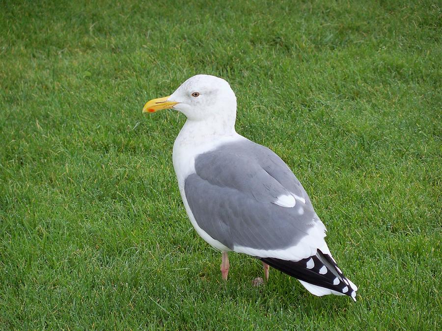 Seagull Photograph - Looking out by Julie Bell