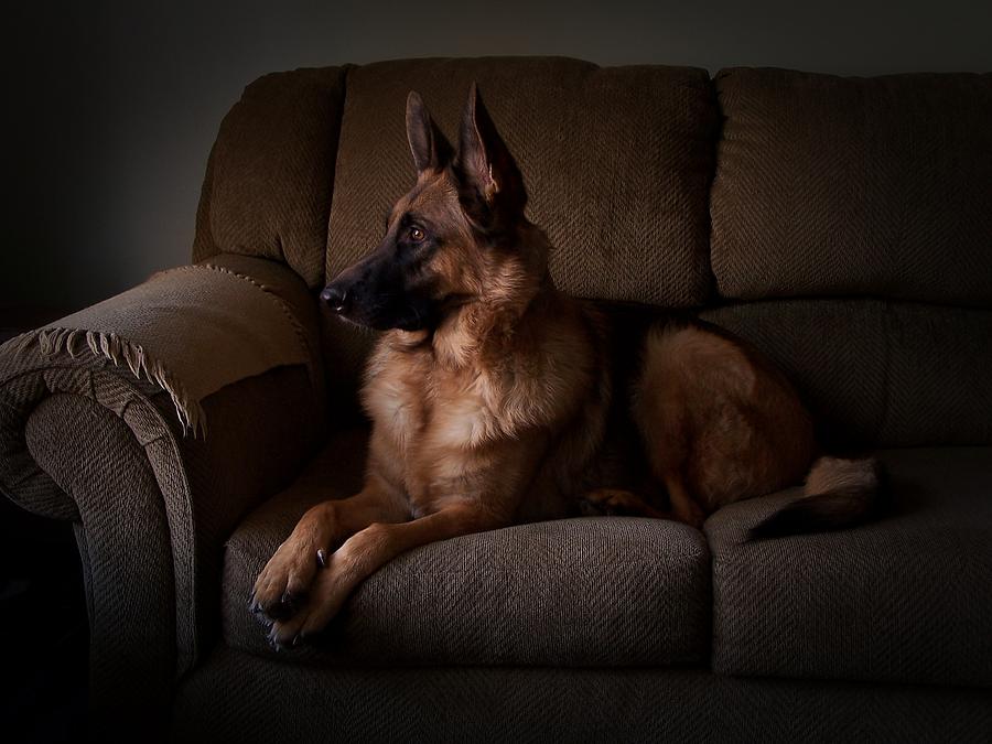 Looking Out The Window - German Shepherd Dog Photograph by Angie Tirado